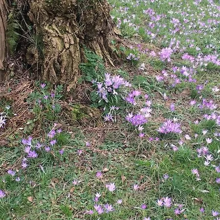 Toplage Historisches Altstadthaus Schwarzer Kater Gorlitz